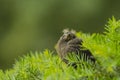 Fledgling Grackle in Evergreen Bush Royalty Free Stock Photo