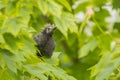 Fledgling Grackle in Leaves Royalty Free Stock Photo