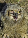 Fledgling great horned owl winking and mouth open. Royalty Free Stock Photo