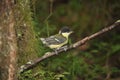 Fledgling of the Great Tit bird in the forest Royalty Free Stock Photo