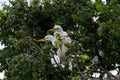 Fledgling Great White Egrets perched in a tree top Royalty Free Stock Photo