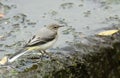 A fledgling Grey Wagtail, Motacilla cinerea, hunting for food on top of a weir. Royalty Free Stock Photo