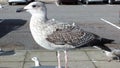 Fledgling herring gull no more