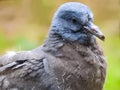 Fledgling juvenile wood pigeon