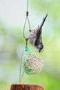 Fledgling long-tailed tit feeding on a ball of fat