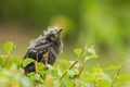 Fledgling Looking Up on Bush Royalty Free Stock Photo