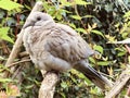 Fledgling looking wary.