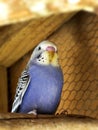 Fledgling mauve budgie Royalty Free Stock Photo