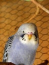 Fledgling mauve opaline budgie Royalty Free Stock Photo