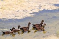 Fledgling Muscovy ducks