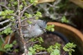 Baby crested pigeon in a jade bush