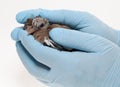 Fledgling pigeon being handled with sterile gloves