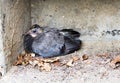 Fledgling pigeon fell from nest