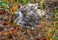 Fledgling Ring-billed Gull in Summer