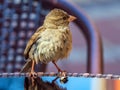 Fledgling of the sparrow is sitting on a specular table of street cafe