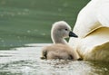 A fledgling of a swan, just slipped swims near the mother in the lake