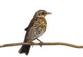 Fledgling thrush fieldfare sitting on a branch Royalty Free Stock Photo