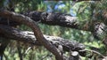 Fledgling woodpecker fed by parent in pine tree