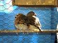 Fledgling Zebra Finches