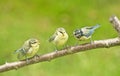 Fledglings demanding food.