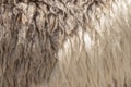 Fleece white and brown,Close up of fleece, exture background Royalty Free Stock Photo