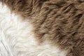 Fleece white and brown,Close up of fleece, exture background