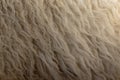 Fleece white,Close up of fleece, exture background Royalty Free Stock Photo