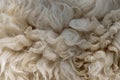 Fleece white,Close up of fleece, exture background