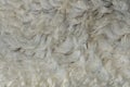 Fleece white,Close up of fleece, exture background Royalty Free Stock Photo