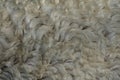 Fleece white,Close up of fleece, exture background Royalty Free Stock Photo