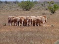 Fleeced sheep Royalty Free Stock Photo