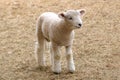 Fleecy Little Lamb