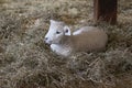 Fleecy Little Newborn Lamb Lying in Straw in a Barn