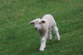 A Fleecy Little Lamb Playing in a Pasture in Spring