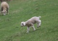 A Fleecy Little Lamb Playing in a Pasture in Spring