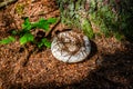 Fleecy milk mushroom in the forest Royalty Free Stock Photo