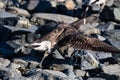 a fleeing Branta canadensis eucopareia .These kind of geese were considered to be extinct by till 1926 by Polar foxes.