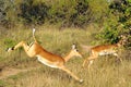 Fleeing Buck Royalty Free Stock Photo