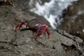 Fleeing crab Royalty Free Stock Photo