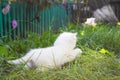 Fleeing white kitten