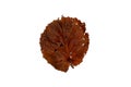 Fleeting Beauty: Brown Leaves on White Background - Symbolic of Transience Royalty Free Stock Photo