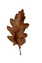 Fleeting Beauty: Brown Leaves on White Background - Symbolic of Transience Royalty Free Stock Photo