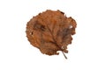 Fleeting Beauty: Brown Leaves on White Background - Symbolic of Transience