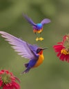 The fleeting moment of a sunbird as it hovers mid-air to feed from a flower