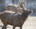 Sambar Deer Rusa unicolor flehmen response