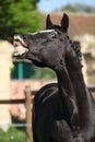 Flehming dutch warmblood Royalty Free Stock Photo
