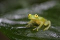 Fleischmann`s Glass Frog - Hyalinobatrachium fleischmanni