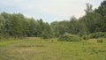 Meadow surrounded by trees in the flemish countryside in Beernem Royalty Free Stock Photo