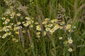 Chamomile Flowers And Flowering Grass In A Meadow