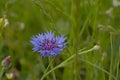 Briht blue cornflower in reen grass Royalty Free Stock Photo